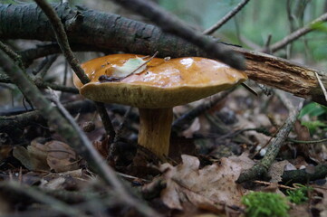 such a small mushroom - so strong