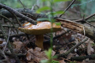 this mushroom grows and raises branches