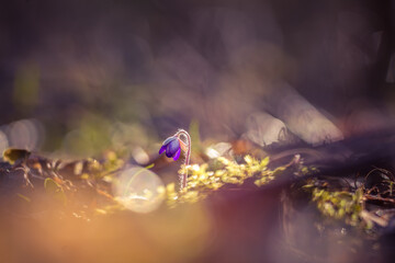 Beautiful blue anemone flower on the spring forest ground. SHallow depth of field, large negative space.