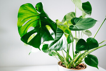 Monstera in a pot on a table in a white room. Top leaf is holed, small ones are intact
