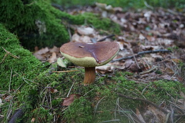 this mushroom has managed to throw off a branch