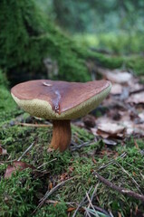 this mushroom now works as a watering can