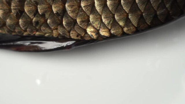 Closeup view stock video footage of fresh raw just caught fish laying on white background. Texture of gold scales of fish