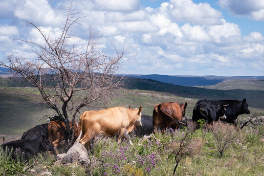 Argentinian routes of brown cow, black bull and calf gravel and dirt between countryside landscapes mountains and mountains of Cordoba Argentina in the vicinity of Characato in summer