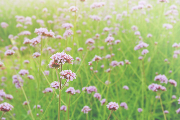 Obraz na płótnie Canvas Spring Landscape of Blooming Pink Verbena Flowers