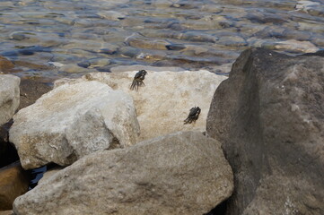 crabs bask in the sun