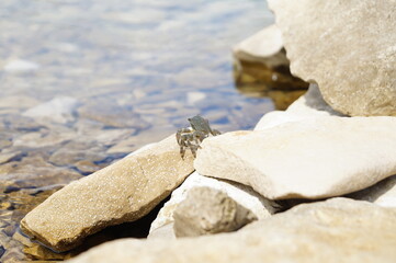 crabs bask in the sun