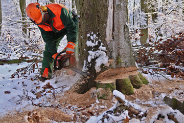 Holzfäller beim Baum fällen im Winter