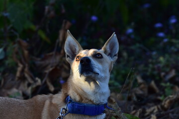 dog looking up with beautiful light effect and gesture
