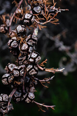 autumn leaves on the ground