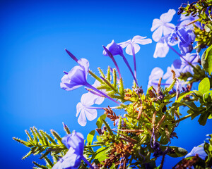 Fototapeta na wymiar light blue jasmine flowers closeup in the garden, light vignetting filtered image