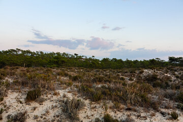 Landscape with trees and clouds at sunset, Tróia, Portugal