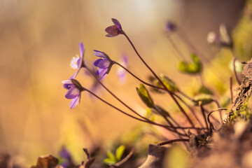 A beautiful blue liverwort flowers blossoming on the forest ground in spring. Anemone hepatica in natural habitat. Sunny spring scenery of Northern Europe.