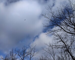Bird flying high among the clouds