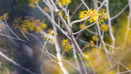 yellow Hamamelis blossom