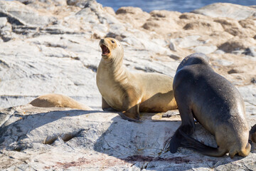 South American sea lion colony on Beagle channel