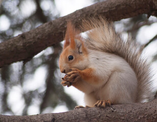 The squirrel eats a nut