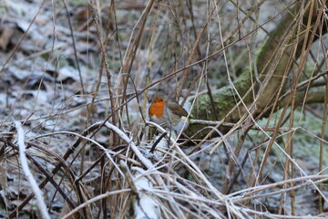 Robin on a branch.