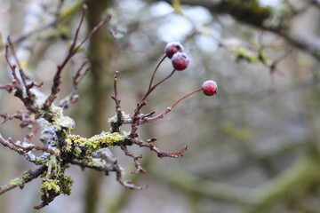 Frozen berries on tree.