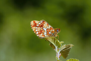 A Pearl-bordered Fritillary resting on top of a Birch leaf.
