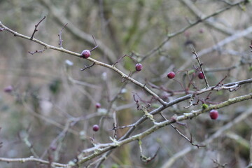 Frozen berries on a tree.