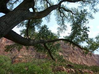 Rama en parque natural