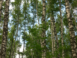 Fototapeta premium birch grove in summer on a clear sunny day