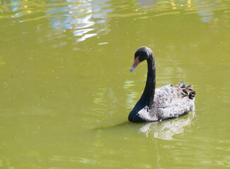 Obraz premium Black swan