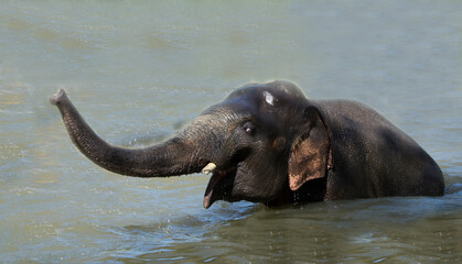 Bathing elephant-male