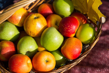 Apples in a basket close - up-yellow, green, red. Autumn, harvest, copy space
