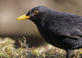 eine männliche amsel, portrait, turdus merula