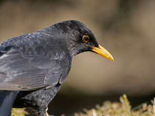 eine männliche amsel sucht nach futter, turdus merula