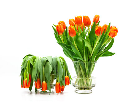 Tulpenstrauss Sequenz von aufgebl&uuml;ht bis verbl&uuml;ht