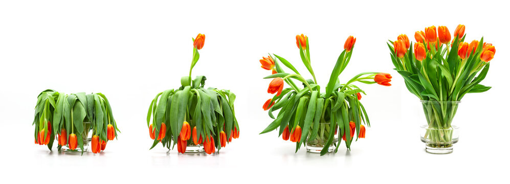 Tulpenstrauss Sequenz von aufgebl&uuml;ht bis verbl&uuml;ht