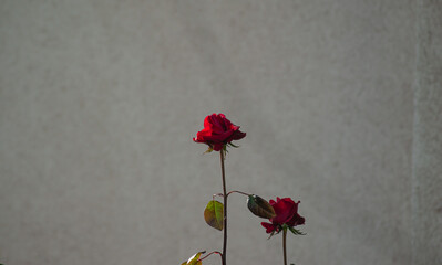 red rose