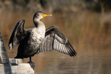 cormorant