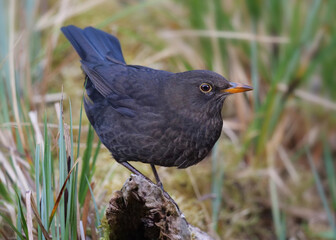 eine weibliche amsel sitzt auf einer baumwurzel und schaut in die kamera, turdus merula