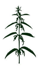 Silhouette of a medical nettle plant in bloom