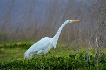 great white heron
