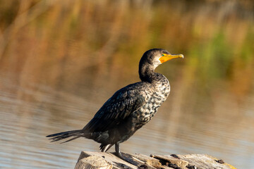 cormorant
