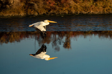pelican in flight