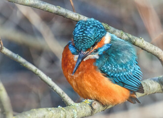 Eisvogel am Flussufer
