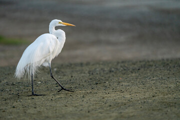 great blue heron