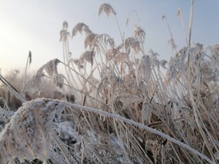 reeds in the snow