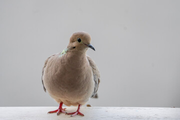 baby chicken on the beach