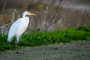 great blue heron