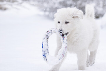Obraz na płótnie Canvas white swiss shepherd dog in snow
