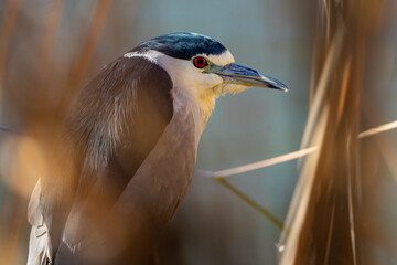 Night heron portrait