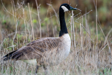 country goose branta canadensis