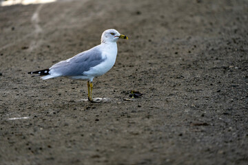 seagull on the beach